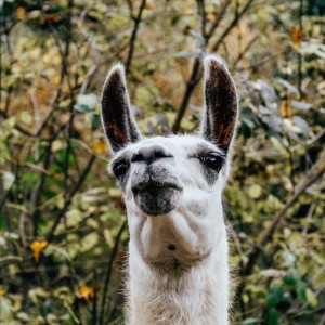 Llama-001